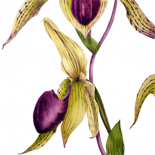 slipper-orchid-marie-burke