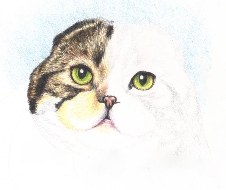 Как нарисовать кота шотландский вислоухий