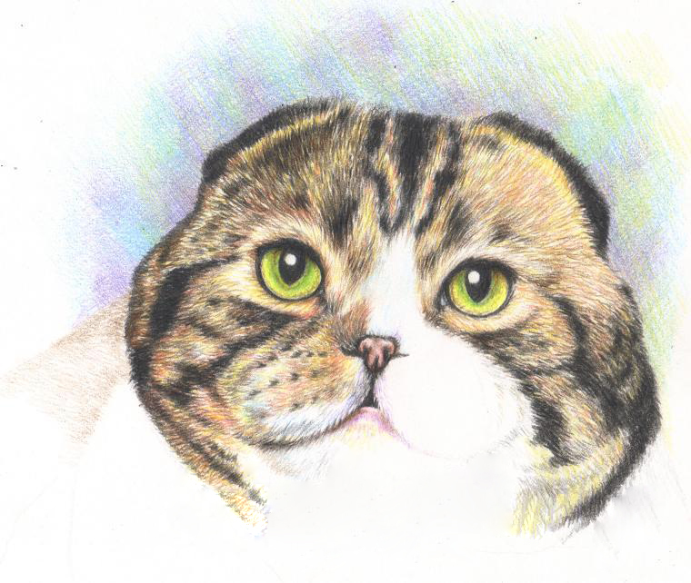 Как нарисовать кота шотландский вислоухий