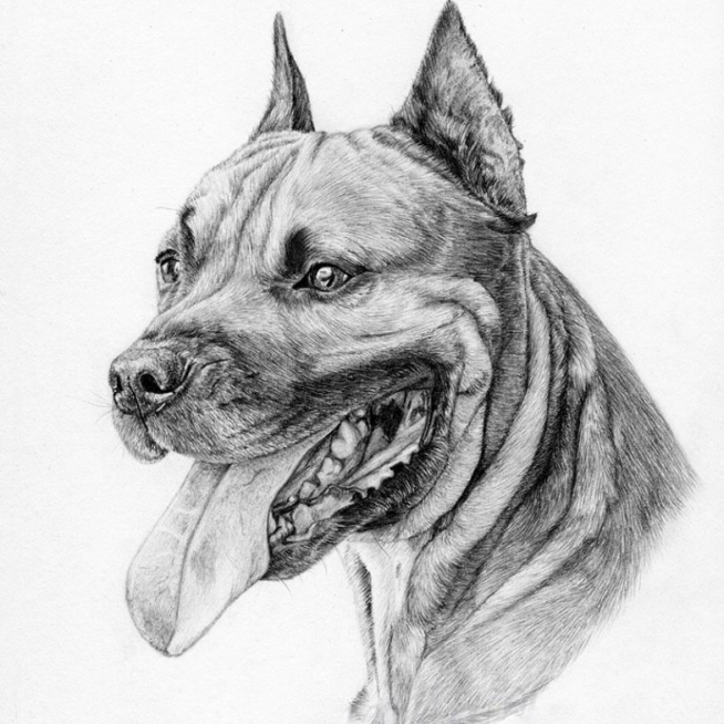 kak_narisovat_staffordshirskogo_terera_karandashom-15