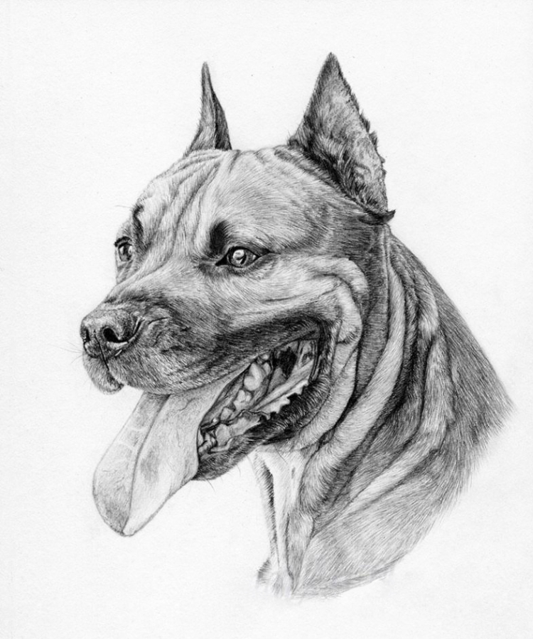 kak_narisovat_staffordshirskogo_terera_karandashom-15