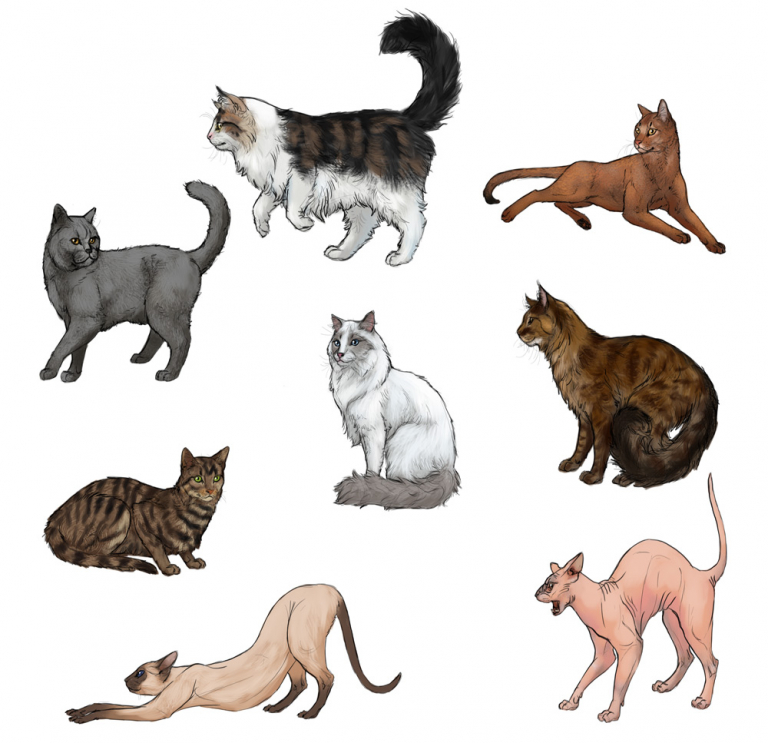 draw-cats-done-5