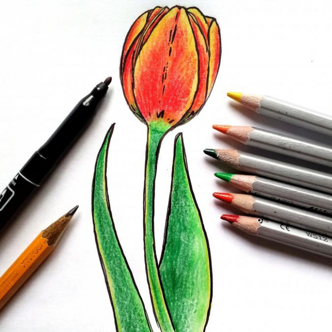 kak-narisovat-buton-tyulpana-8